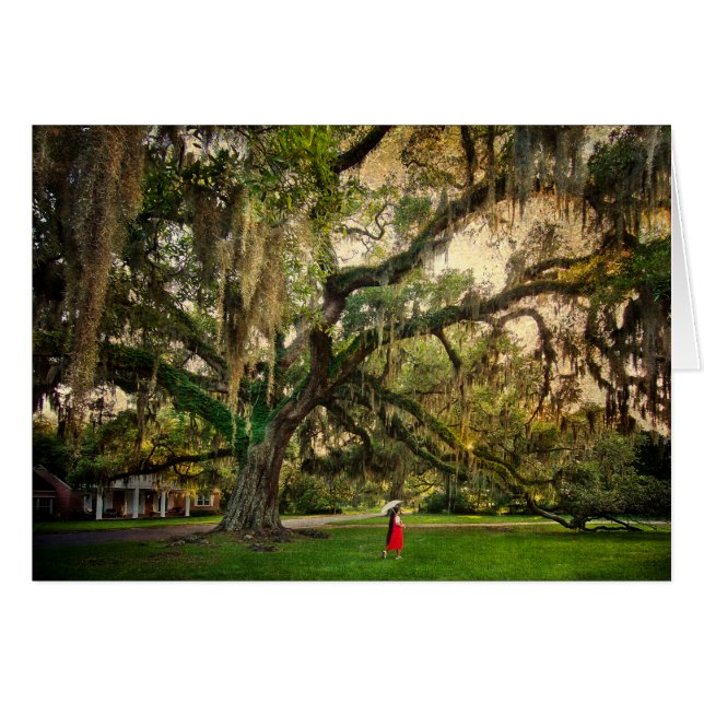 Árbol de roble en vivo en Pascagoula MS (Anverso (Horizontal))