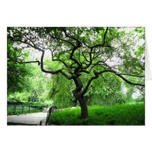 Árbol del Central Park