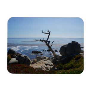 Árbol del fantasma - imán escénico de la foto de