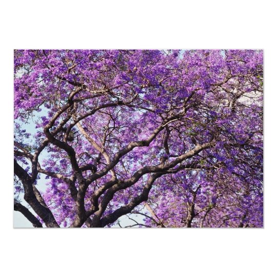 Árbol del Jacaranda en flores de la floración de Invitación 12,7 X 17,8 Cm