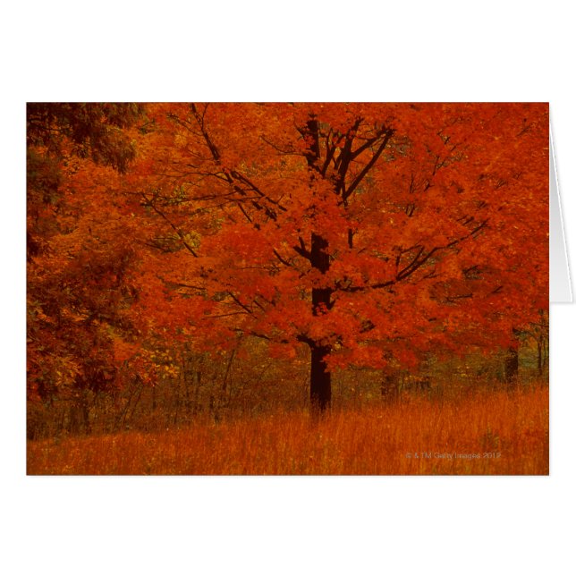 Árbol del otoño con follaje rojo (Anverso (Horizontal))