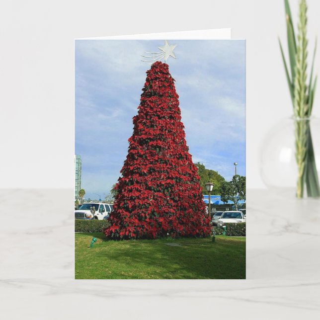 Árbol del Poinsettia del navidad en San Diego (Anverso)