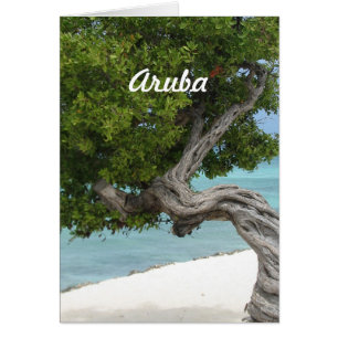 Árbol Divi Divi en Aruba