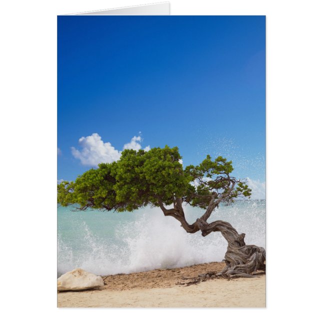 Árbol Divi Divi, Playa Eagle, Aruba, Caribe (Frente)