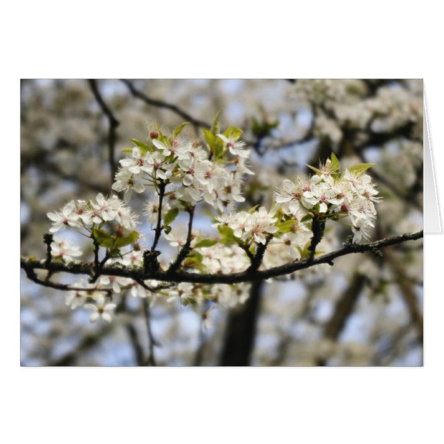 Árbol Dogwood floreciente (Anverso (Horizontal))