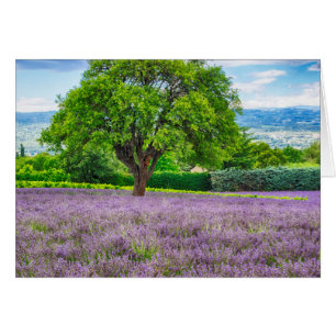 Árbol en Campo de Lavanda, Francia