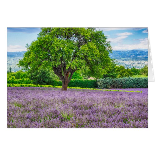 Árbol en Campo de Lavanda, Francia (Anverso (Horizontal))