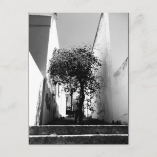 "Árbol en Ciudad del Cabo" Postal de Arte JTG