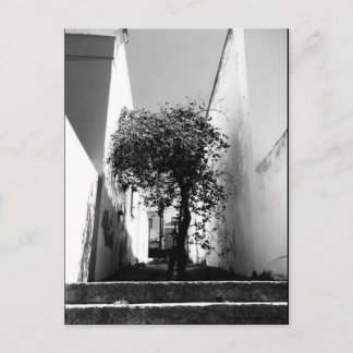 "Árbol en Ciudad del Cabo" Postal de Arte JTG