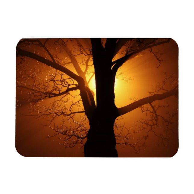 Árbol En El Imán Premium De La Niebla (Horizontal)