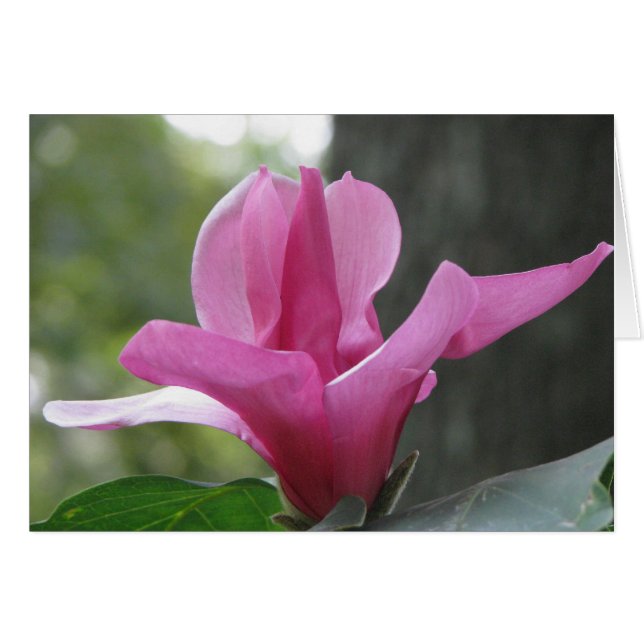 Árbol en flor (Anverso (Horizontal))