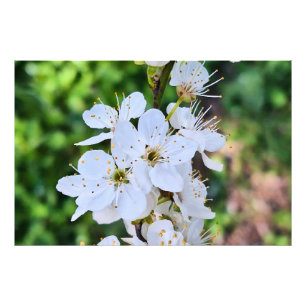 Árbol en Flor en Rumania en Primavera – Fotografía
