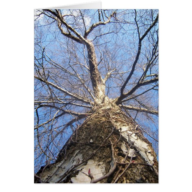 Árbol en invierno (Frente)