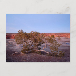 Árbol en la postal del Cañón de Chelly