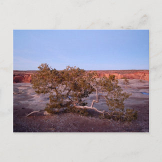 Árbol en la postal del Cañón de Chelly