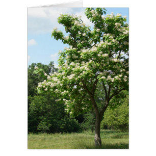 Árbol en pleno florecimiento