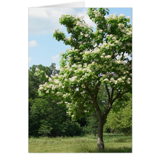 Árbol en pleno florecimiento (Frente)