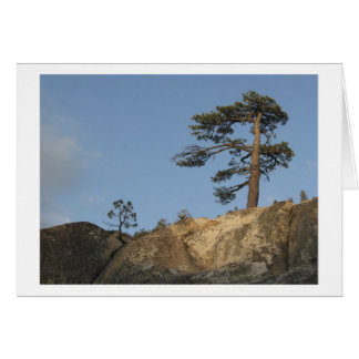 Árbol en Ridge al este del mercado del lago Kibbie