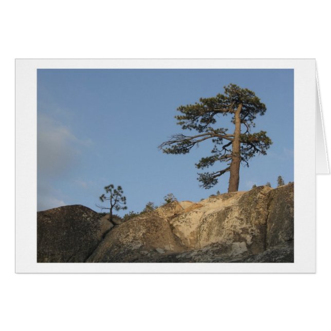 Árbol en Ridge al este del mercado del lago Kibbie (Anverso (Horizontal))