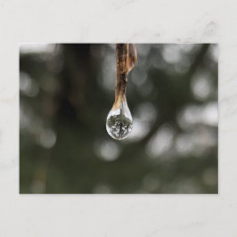 Árbol en una postal de gota de agua