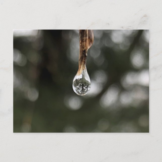 Árbol en una postal de gota de agua (Anverso)