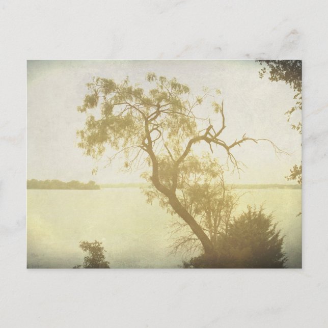 Árbol esquita en la postal de arte de Cedar Hill (Anverso)