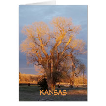 Árbol estatal de Kansas dorado - Cottonwood