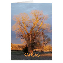 Árbol estatal de Kansas dorado - Cottonwood