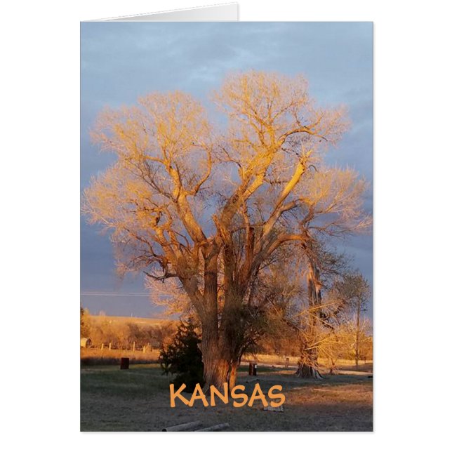 Árbol estatal de Kansas dorado - Cottonwood (Frente)