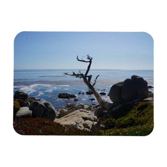 Árbol fantasma - Imán fotográfico panorámico de 17 (Horizontal)