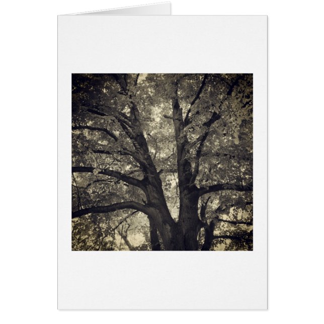 Árbol forjado (Frente)