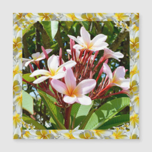 Árbol Frangipani Rosa Con Borde Frangipani Amarill