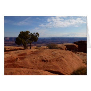 Árbol fuera de las rocas rojas I en Canyonlands