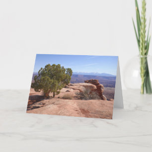 Árbol fuera de Red Rocks II en Canyonlands