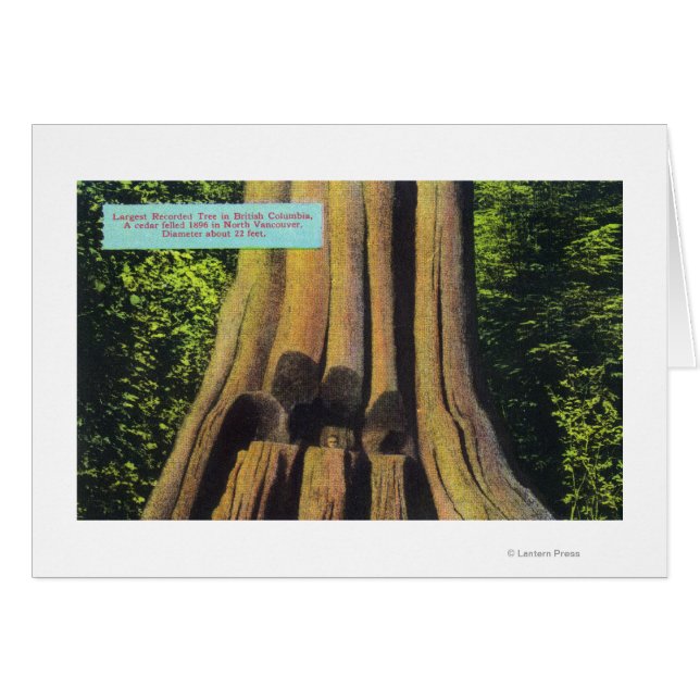 Árbol grabado más grande en BC 1896 (Anverso (Horizontal))