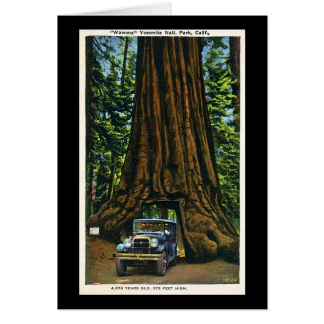 Árbol grande Wawona, arboleda de Mariposa, CA (Frente)