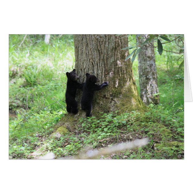 Árbol Huggers (Anverso (Horizontal))