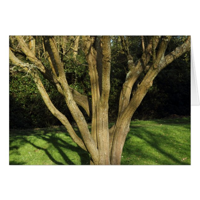 Árbol iluminado (Anverso (Horizontal))