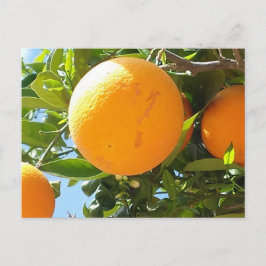 Árbol naranja - España, postal
