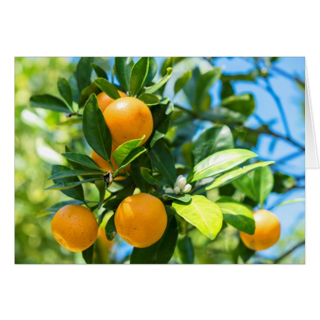 Árbol Naranja frutado (Anverso (Horizontal))