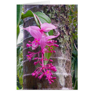 Árbol orquídeo malasio