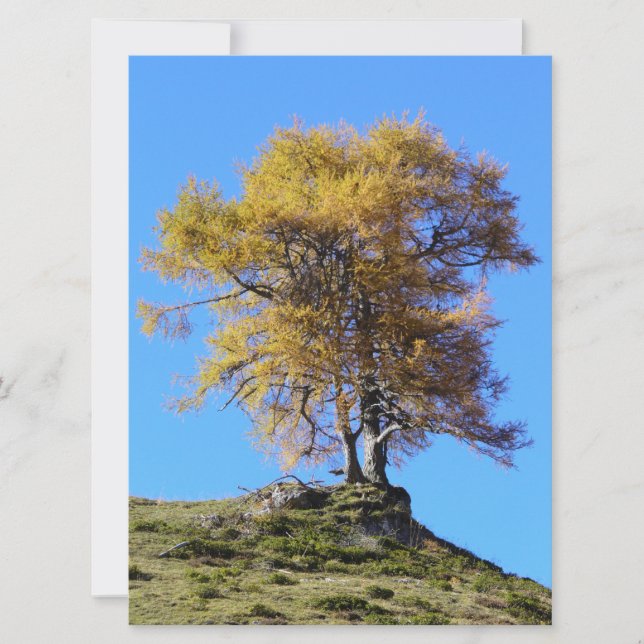 Árbol otoñal (Anverso)