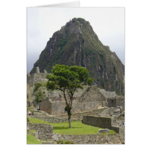 árbol picchu machu