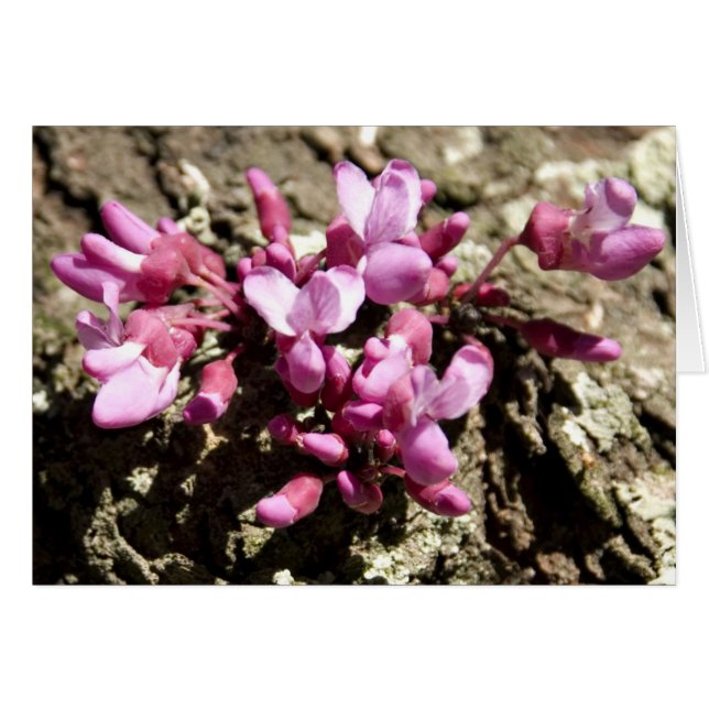 Árbol rojo del brote (Anverso (Horizontal))