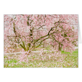 Árbol rosado de la magnolia