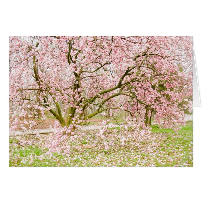 Árbol rosado de la magnolia (Anverso (Horizontal))