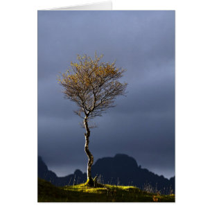 Árbol solitario atrapado al sol