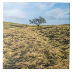 Árbol solitario en el campo con baldosas de cerámi
