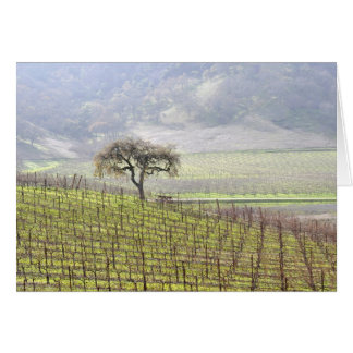 árbol solitario en viñedo