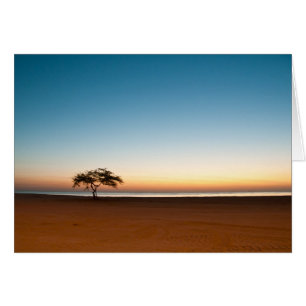 Árbol solo en la salida del sol en Kuwait